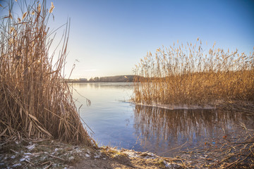 golden cereals on a large lake