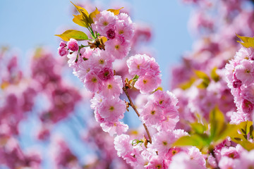 Pink flowers in blossom