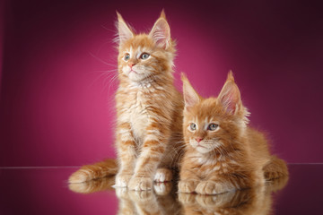 Maine Coon kitten portrait on a color background