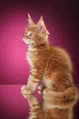 Maine Coon kitten portrait