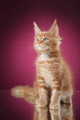 Maine Coon kitten portrait