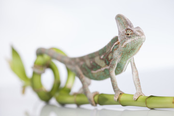 Chameleon on bamboo on a white background