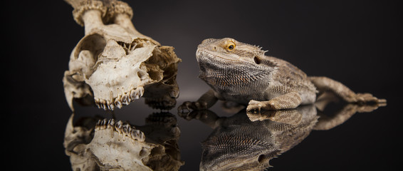 Antlers, Dragon lizard  on black mirror background
