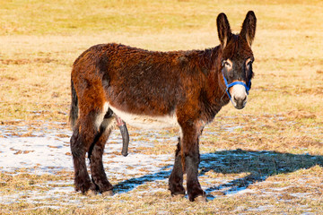 Male donkey on the pasture shows his sex