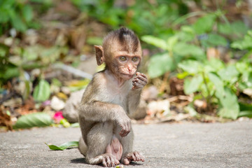可愛いサル