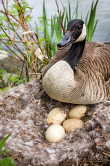 Mother Goose Defending the nest with eggs