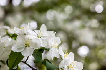 Obraz na płótnie Canvas Closeup of white apple tree blossoms.