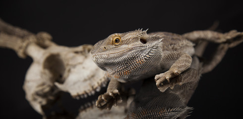Skull, Lizard, Agama, Antlers, dragon and skull
