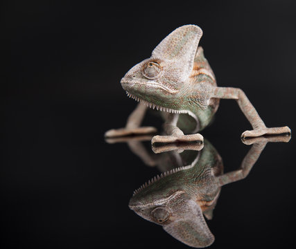 Chameleon lizard isolated on black mirror background