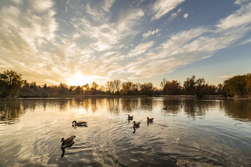 Naklejka premium Sunset on a pond with geese swimming in the foreground.
