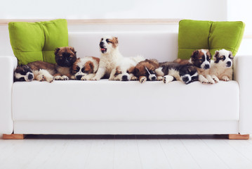 portrait of nine cutest caucasian shepherd puppies lying in row on sofa at home
