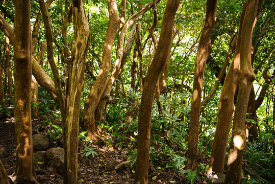 Rubber Trees along the Pipiwai Trail