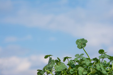 五つ葉のクローバー　合格イメージ
