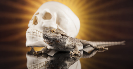 Lizard, Agama, dragon and skull