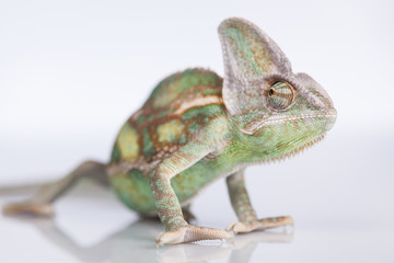 Naklejka premium Chameleon lizard isolated on white background