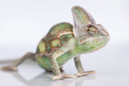 Chameleon lizard isolated on white background