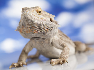 Sky background, Pet, lizard Bearded Dragon