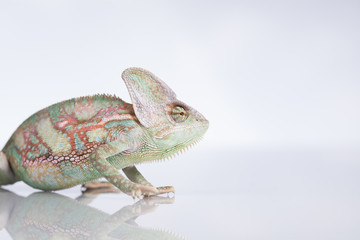 Green chameleon,lizard on white background