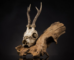 Fototapeta na wymiar Deer skull, black mirror background