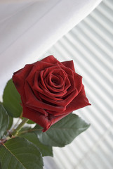 red rose on a blinds