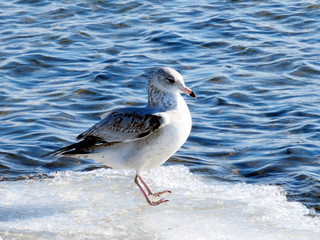 Toronto Lake the gull 2017