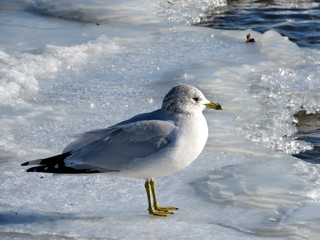 Toronto Lake the gull on ice 2017