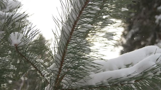 Beautiful tree covered with snow, close-up view, in the frosty winter, the Christmas forest