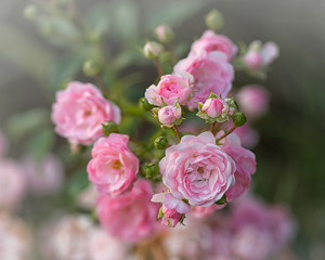 Pink roses