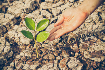 Hands watering a tree on cracked earth / love nature / environmental destruction / Protect nature