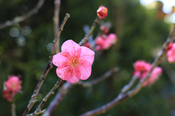 濃いピンクの梅の花