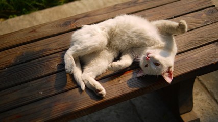 Fototapeta na wymiar Cat lying down on the bench with sunlight 