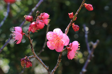 濃いピンクの梅の花