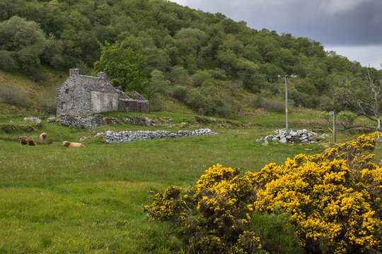Dunbeath, Scotland - June 4, 2012: Back country off the coast brings brown Scottish cattle in green meadow with small gray ruined house. Wild yellow broom flowers in foreground. Under gray sky.