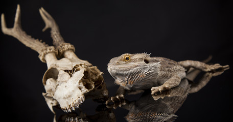 Skull, Lizard, Agama, Antlers, dragon and skull
