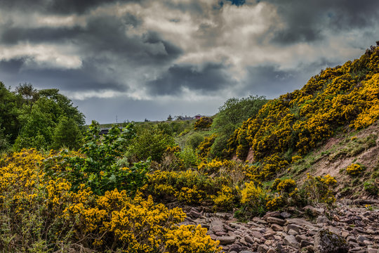 Dunbeath, Scotland - June 4, 2012: Nasty threatening dark thunder skies over a dry brown rocky creek bed with plenty of wild yellow broom flowers at its slopes. Green vegetation.