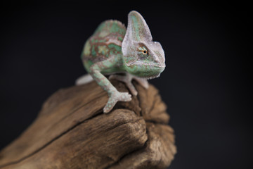 Green chameleon on the root, lizard, black background