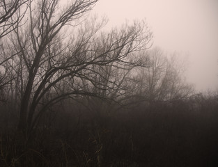Bare forest branches in a red misty fog, moody winter