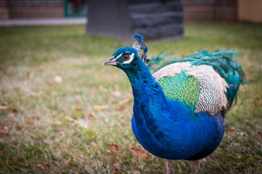peacock