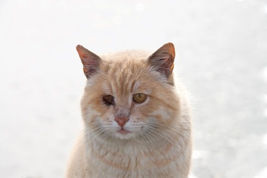 Portrait of an orange diluted ginger tabby stray, one eye missing, necrotic tissue with yellow exudate inside the socket - Powered by Adobe