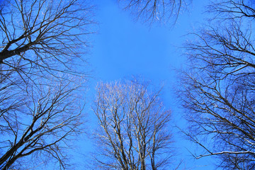 Crown of trees against blue sky. Winter forest background