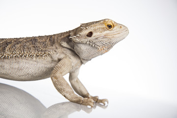 Lizard Bearded Dragon, Pet on white background