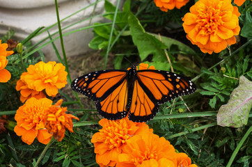 Monarch butterfly