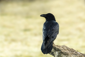 corvus corax