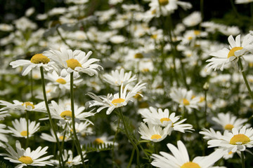 Field Of Daisies