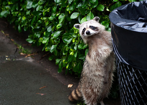 Raccon And Trash Can