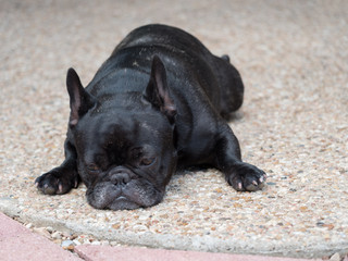 Frenchie's Mindless Afternoon