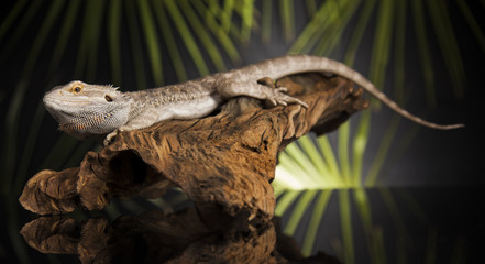 Lizard root, Bearded Dragon on green background
