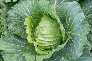 Fresh green cabbage in the garden