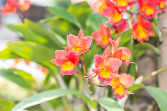 red orchid flower © prwstd