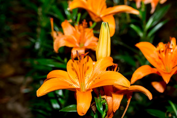 flowers orange lilies bloom among green leaves
